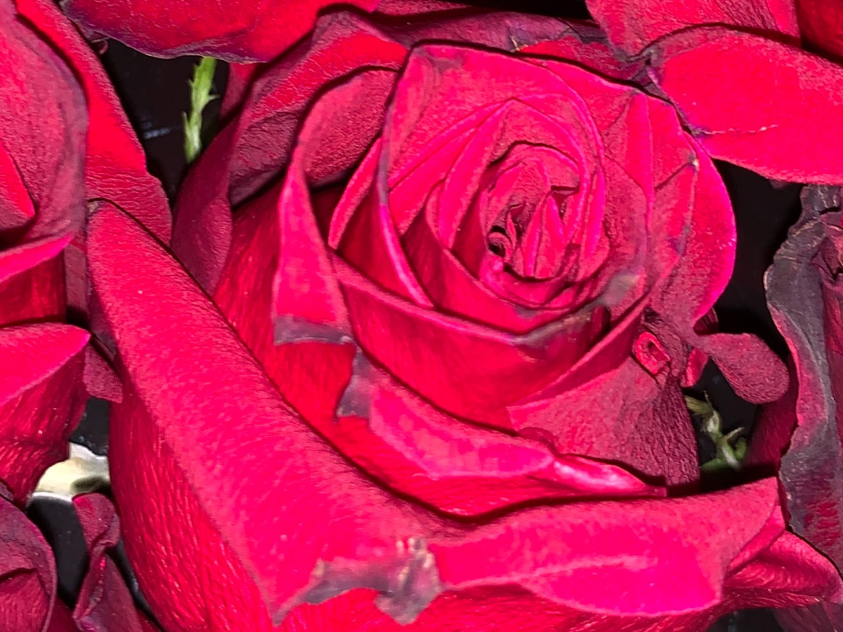 When Comes the Color