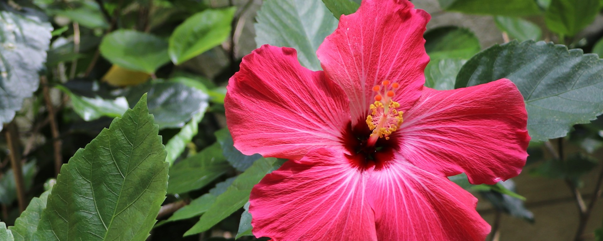 Lucidity Lines Flower, fuchsia flower in front of green leaves