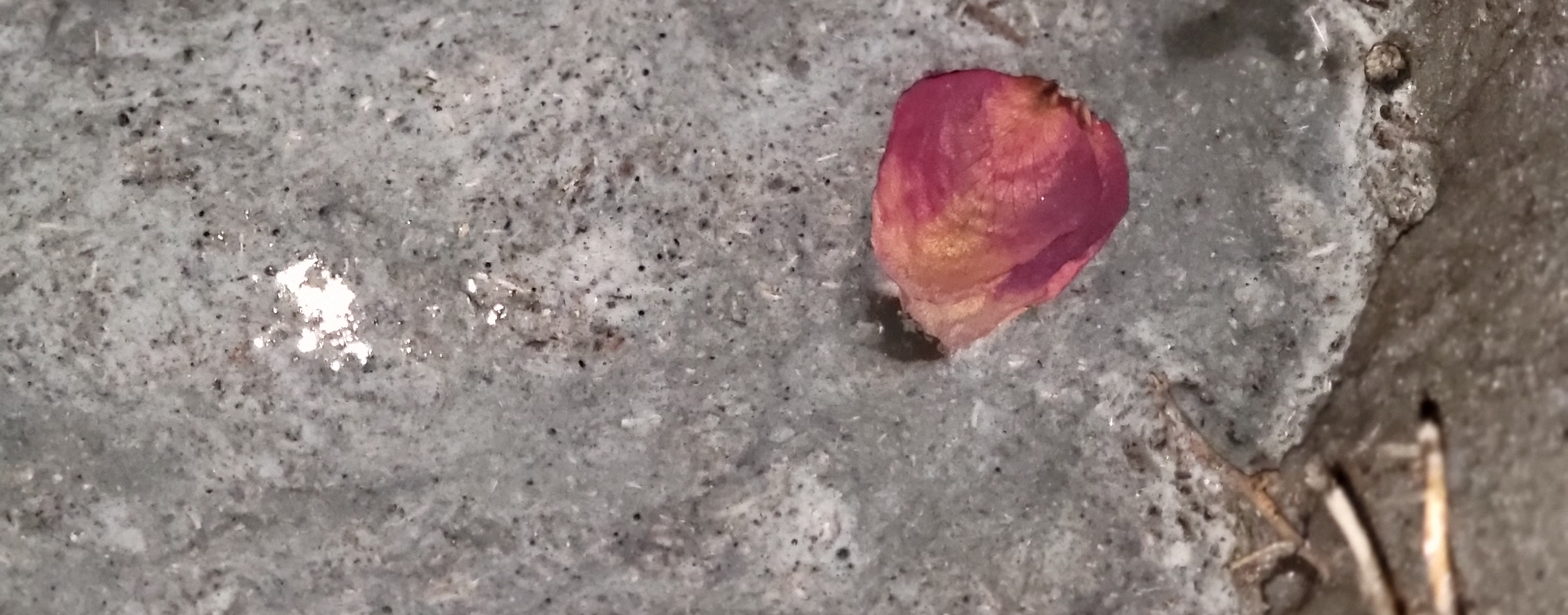 Petal floating on water