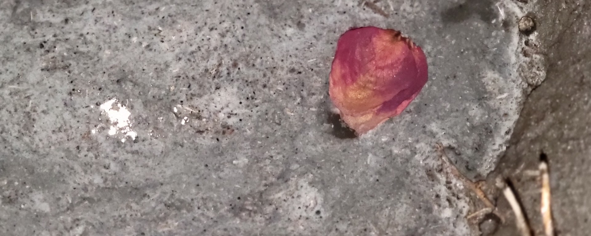 Petal floating on water