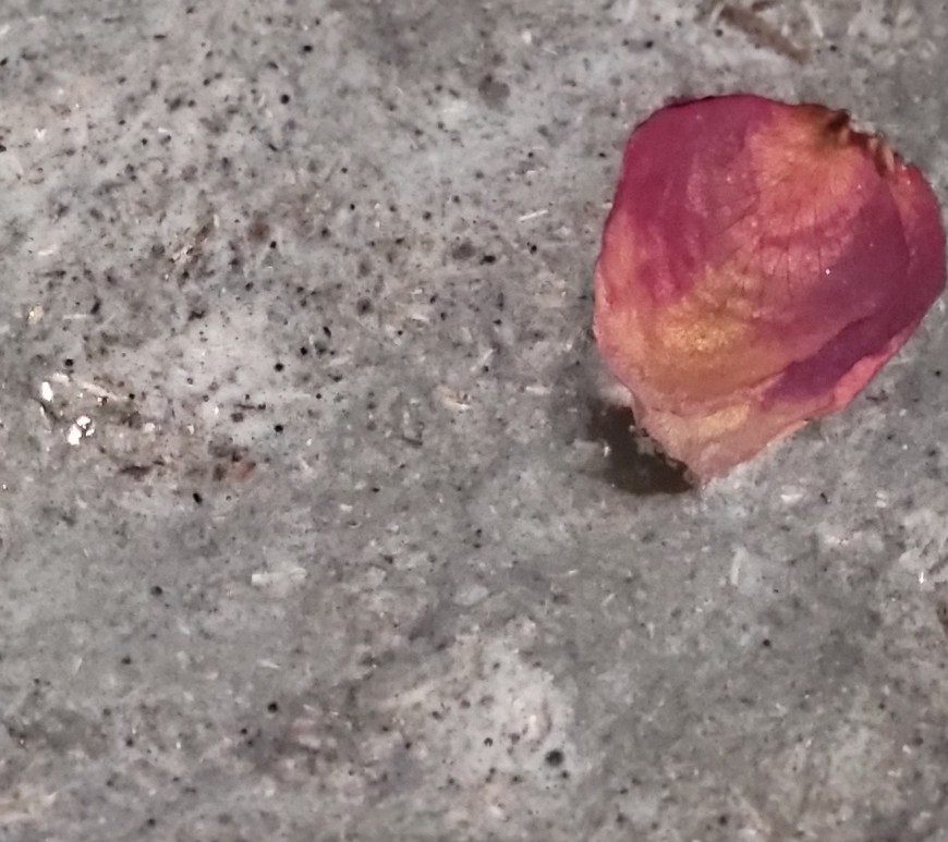 Petal floating on water