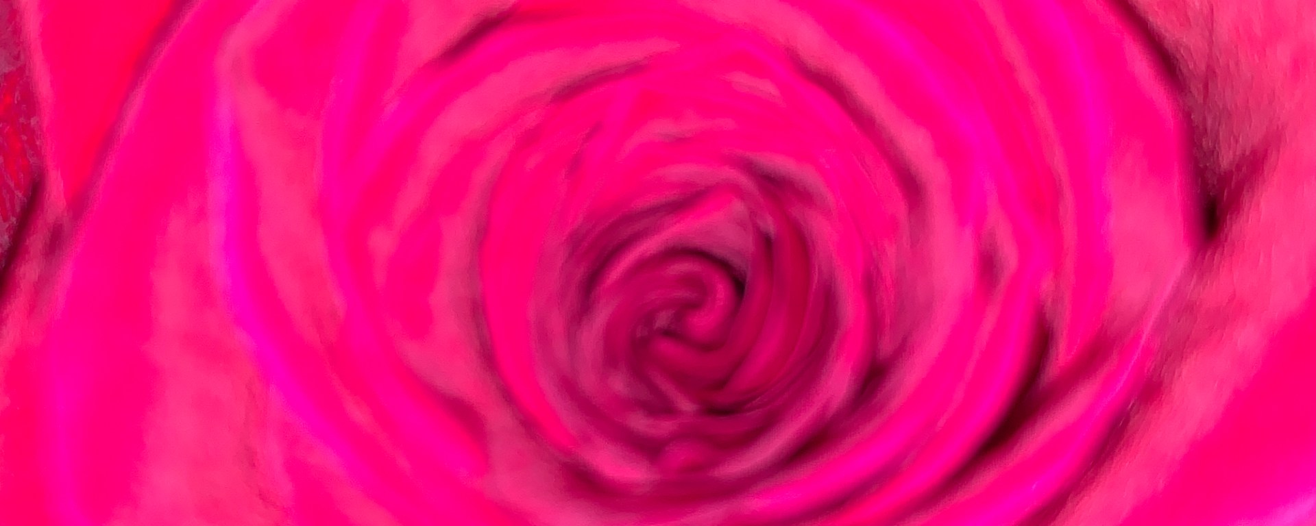 overexposed closeup of a rose