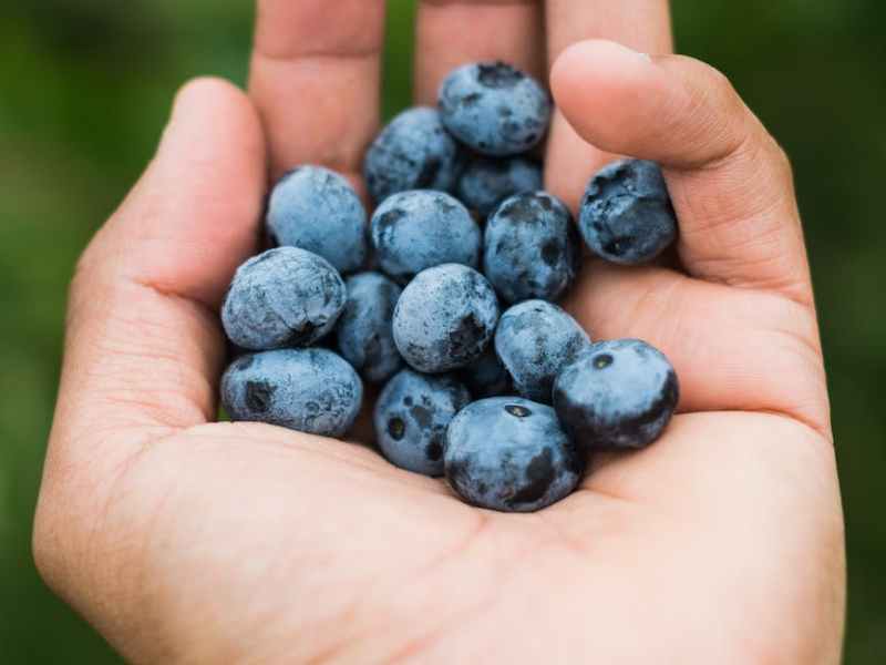 Cinnamon Blueberry Yogurt/Smoothie Recipe